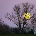 Под управлением луны, или как самостоятельно составить лунный посевной календарь Влияние энергии стихий на растения