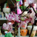 Cómo cuidar una orquídea de interior