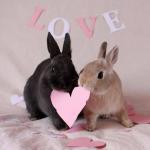 Кролик и свинья – совместимость мужчины и женщины в любви, браке, работе, постели, дружбе