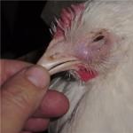 Manifestations and symptoms of all common chicken diseases