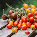 Ako udržať paradajky čerstvé po dlhú dobu Ktoré paradajky sa skladujú až do jari