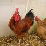 Breeding and raising chickens at home