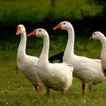 White geese: breed description, habitat and photos