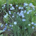 perennial flax blue carpet how to plant