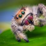 Dream Interpretation: Why do you dream about a spider?