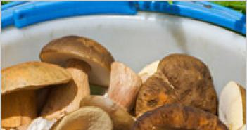 Pickled boletus mushrooms for the winter - a step-by-step recipe with photos on how to pickle at home