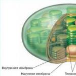 Chloroplasts, chromoplasts, leucoplasts