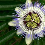 Description, features, types and care of passionflower