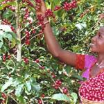 Coffee tree: from sowing grain to harvesting fruit