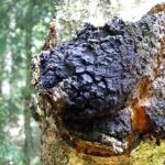 Chaga-brezova gljiva, rak breze Brz način za pripremu zdravog napitka