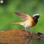 Colirrojo - descripción, hábitat, datos interesantes Pájaro negro con cola naranja