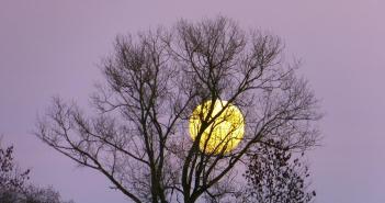 Under the control of the moon, or how to create a lunar sowing calendar yourself The influence of elemental energy on plants