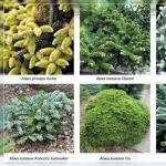 Types of firs and their care