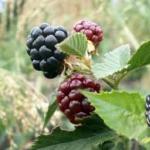उद्यान ब्लैकबेरी की सर्वोत्तम किस्मों को उगाने के लिए कृषि तकनीक। क्या पीले ब्लैकबेरी हैं?