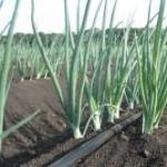 How to grow large onions from sets?