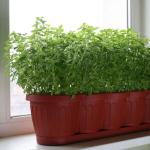 A simple guide to growing parsley in an apartment: from planting to harvesting step by step