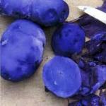 Come coltivare le patate viola nel tuo cottage estivo
