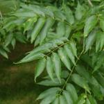 일반적인 물푸레나무 어린 물푸레나무 잎