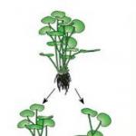 Description of the geranium flower.  Pelargonium flower.  Description of Pelargonium.  Types and care of pelargonium.  Useful properties of geranium