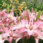 Asiatic lilies planting and care