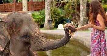 Ho fatto un sogno su un elefante.  L'elefante è grande.  Cosa prevede un elefante in un sogno?